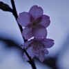 河津ザクラ
