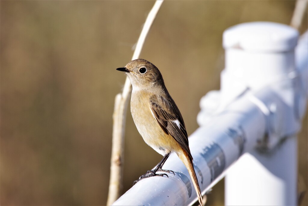 野鳥達 (4)