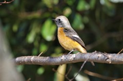 3日のジョビ君 (4)