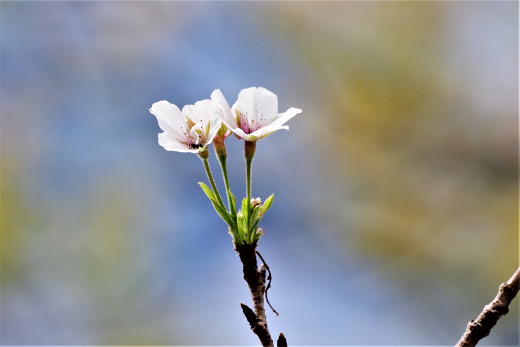 桜咲く (1)