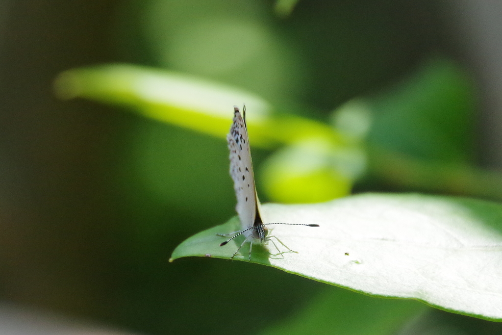 今日のヤマトシジミ