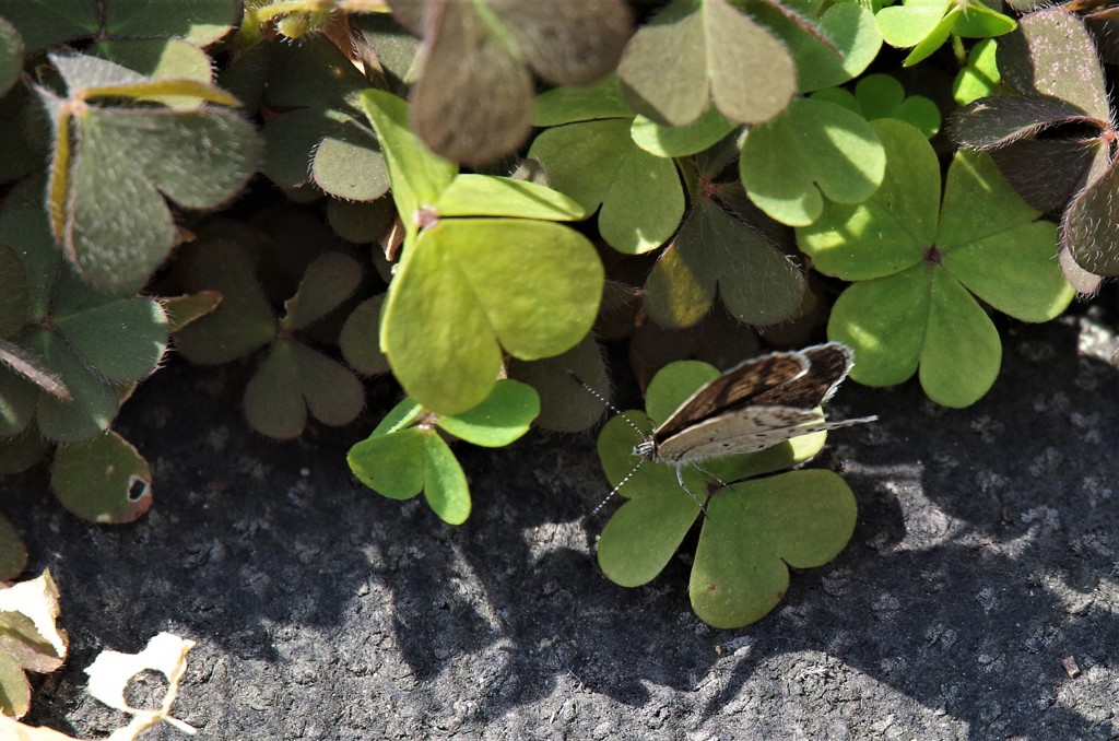昨日のヤマトシジミ (2)