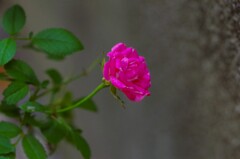庭先にて・・・