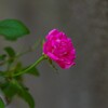 庭先にて・・・