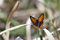 昨日のベニシジミ (1)