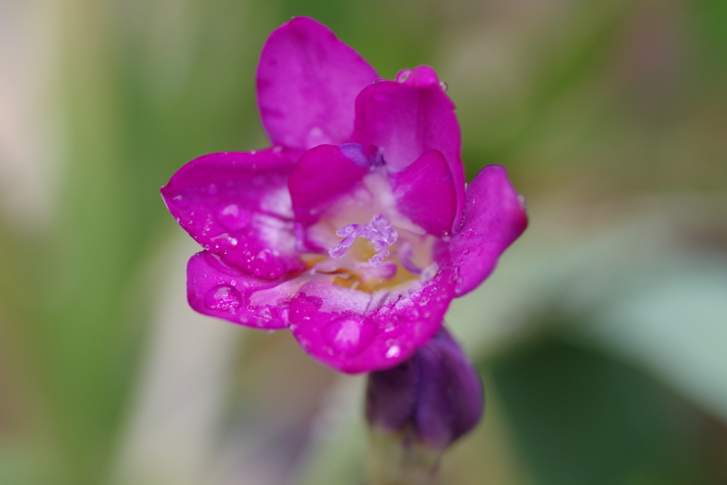 フリージア　 (2)