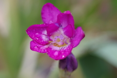 フリージア　 (2)