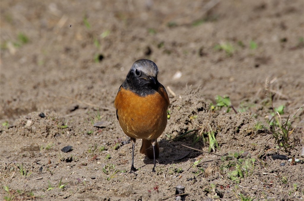 昨日のジョビ君 (4)