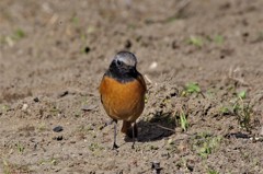 昨日のジョビ君 (4)