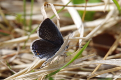 ツバメシジミ (1)