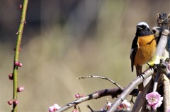 六日前のジョビ君 (2)