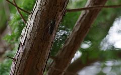 ツクツクボウシ3