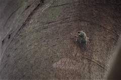 昨日のツクツクボウシ (3)