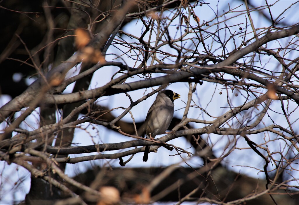 今日の野鳥 (2)