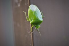 真冬なのに・・・