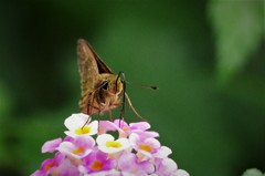 昨日のセセリ  (2)