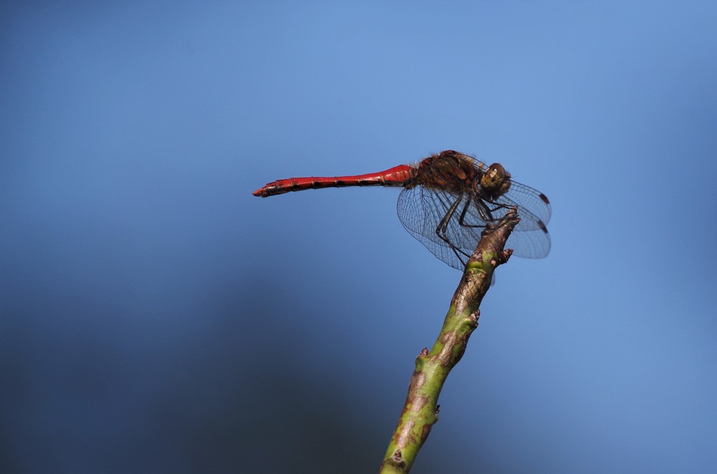 昨日のトンボ  (1)