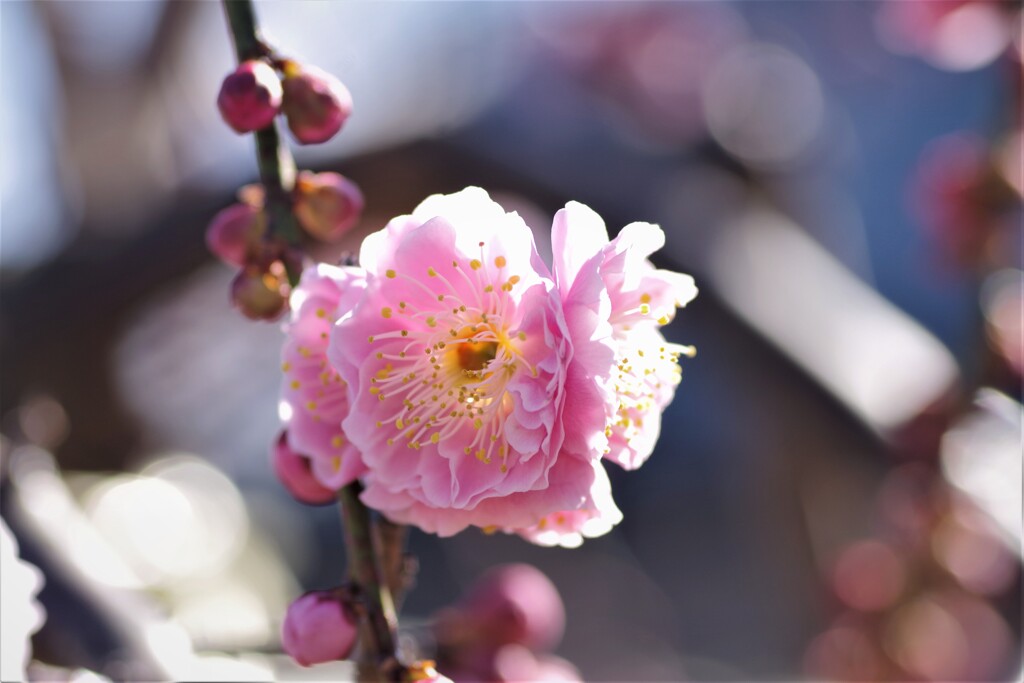 梅