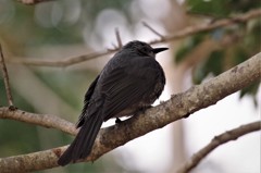 昨日のヒヨドリ