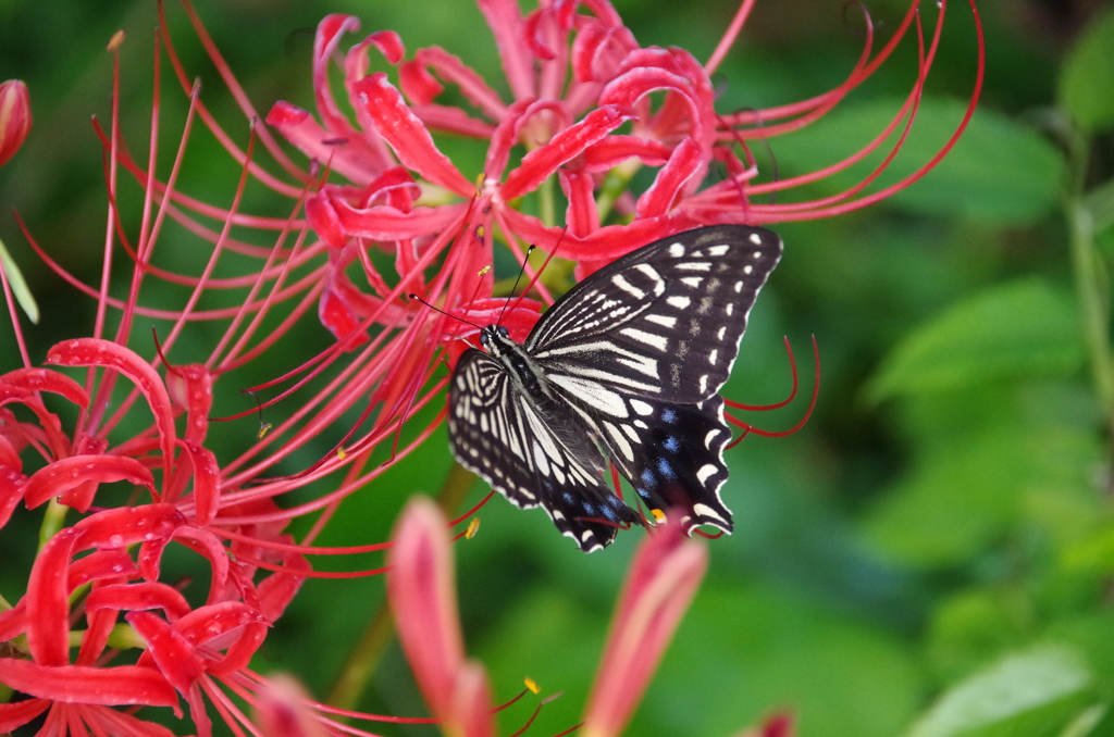 蝶と彼岸花