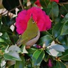 山茶花とメジロ (2)
