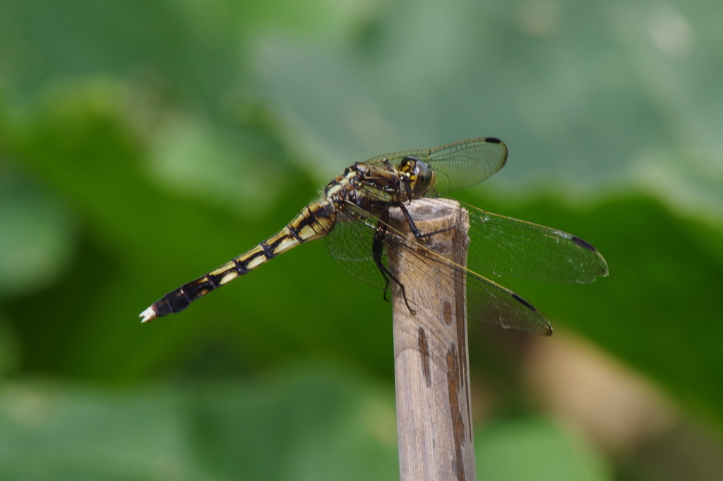 ムギワラトンボ