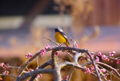 今日の野鳥 (2)