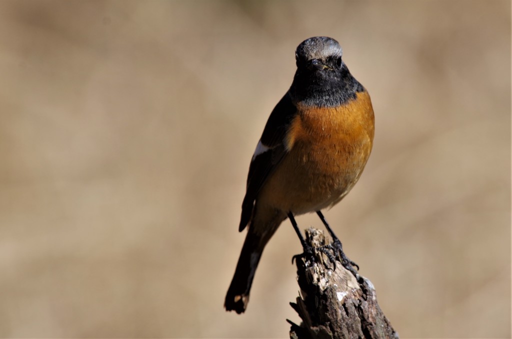 昨日のジョビ君 (3)