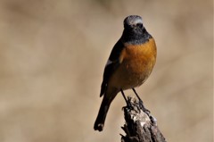 昨日のジョビ君 (3)