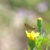 セセリチョウ (2)
