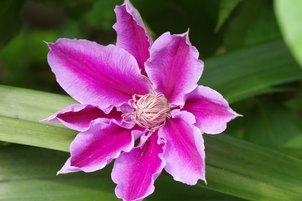 今朝、咲きました