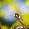 昨日のトンボ (1)