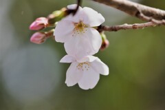 桜咲く (1)