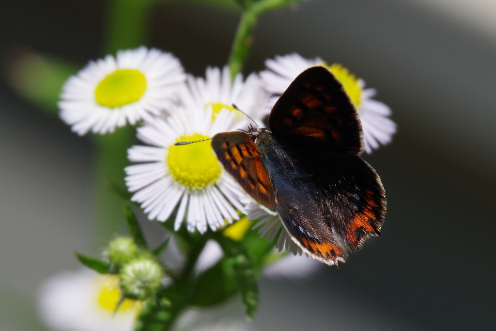 ヒメジョオンとベニシジミ (2)