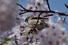 スズメと桜