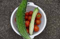 今日の、収穫