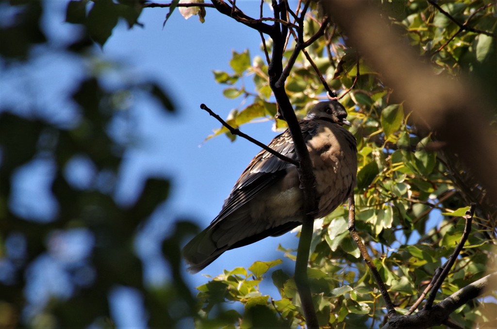 キジバトちゃん