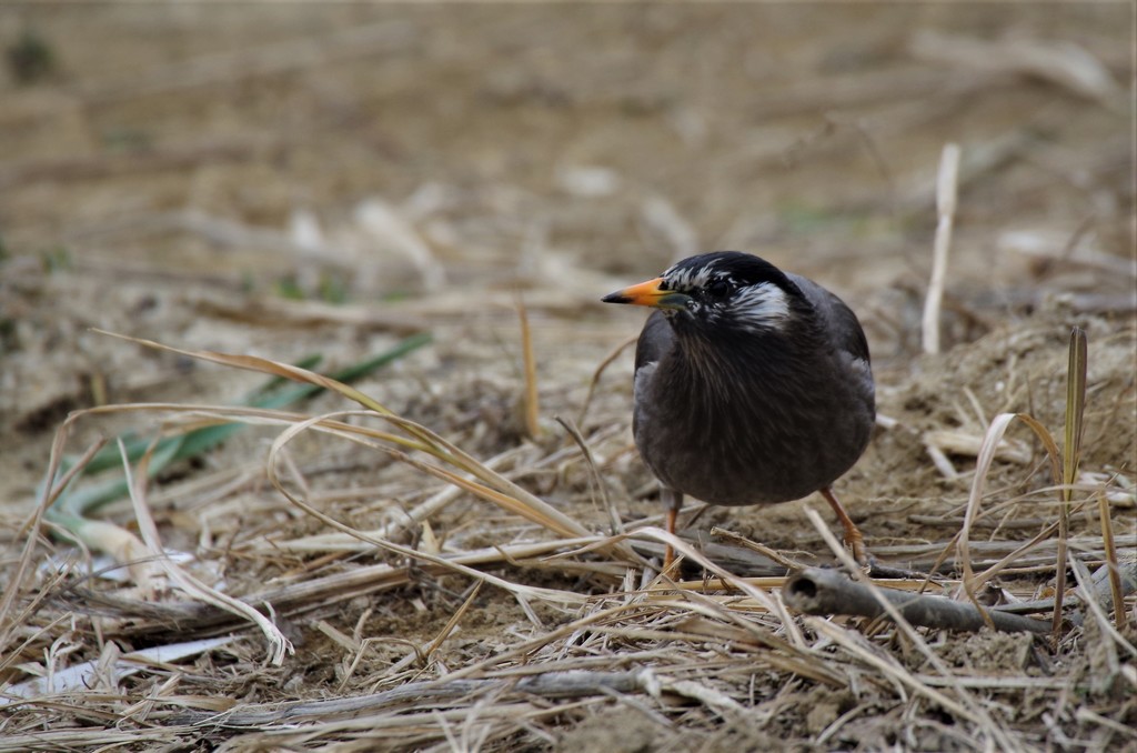 一昨日のムクドリ (1)