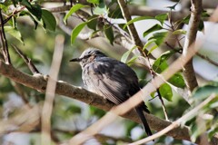 今日の野鳥 (1)
