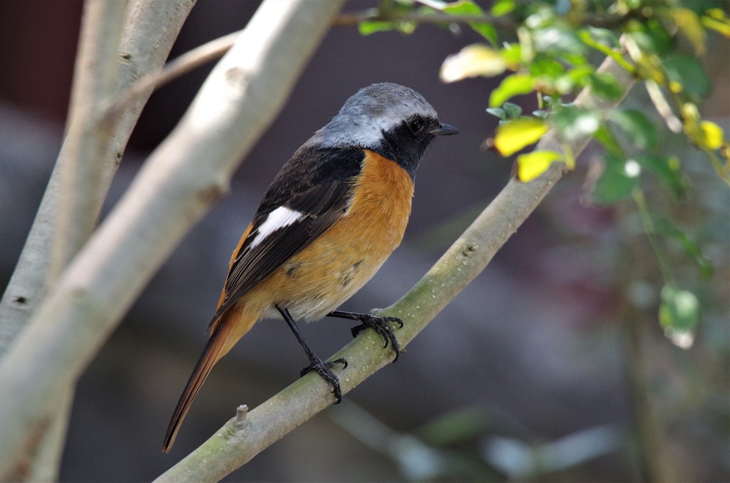 昨日のジョビ君 (1)
