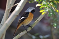 昨日のジョビ君 (1)