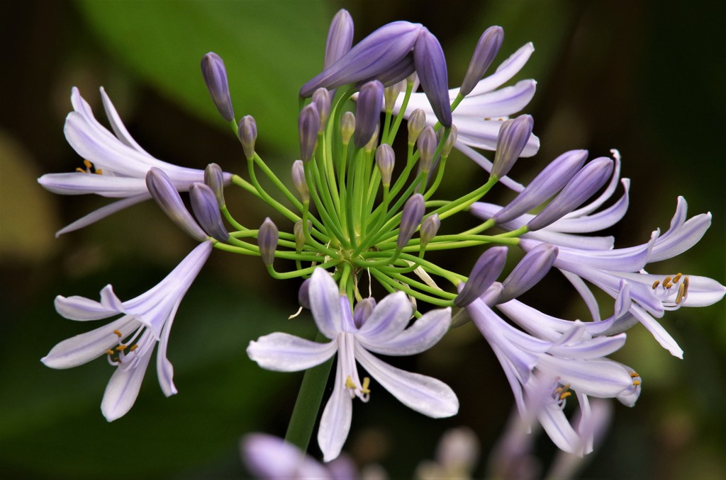 お隣のアガパンサス