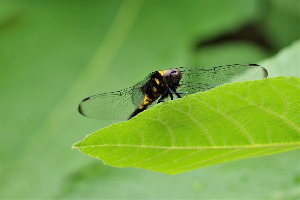 今日のトンボ (2)
