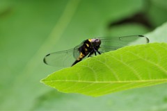 今日のトンボ (2)