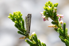 昨日のヤマトシジミ2