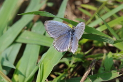 昨日のヤマトシジミ (1)