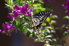 昨日のアゲハ (1)