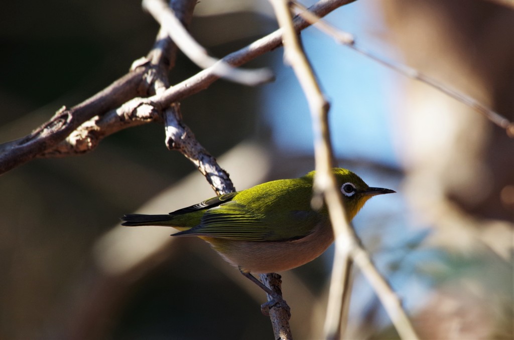 昨日のメジロ (1)
