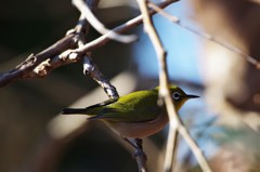 昨日のメジロ (1)