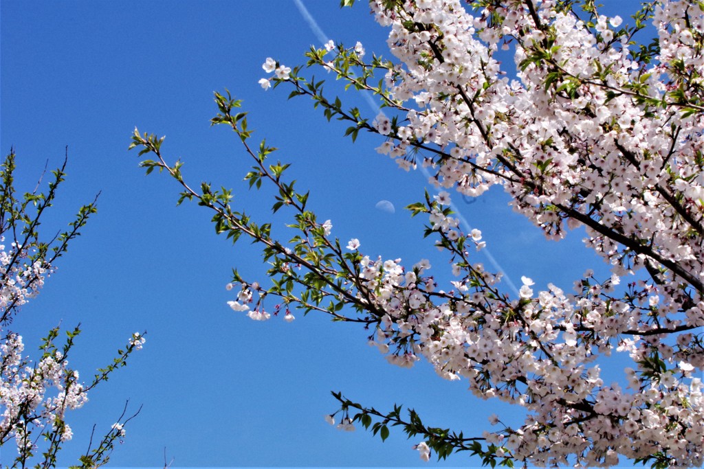 青空と桜と月とヒコーキ雲